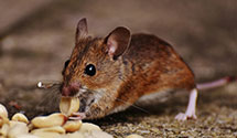 24 Hour & Emergency Exterminators in Calabasas, CA